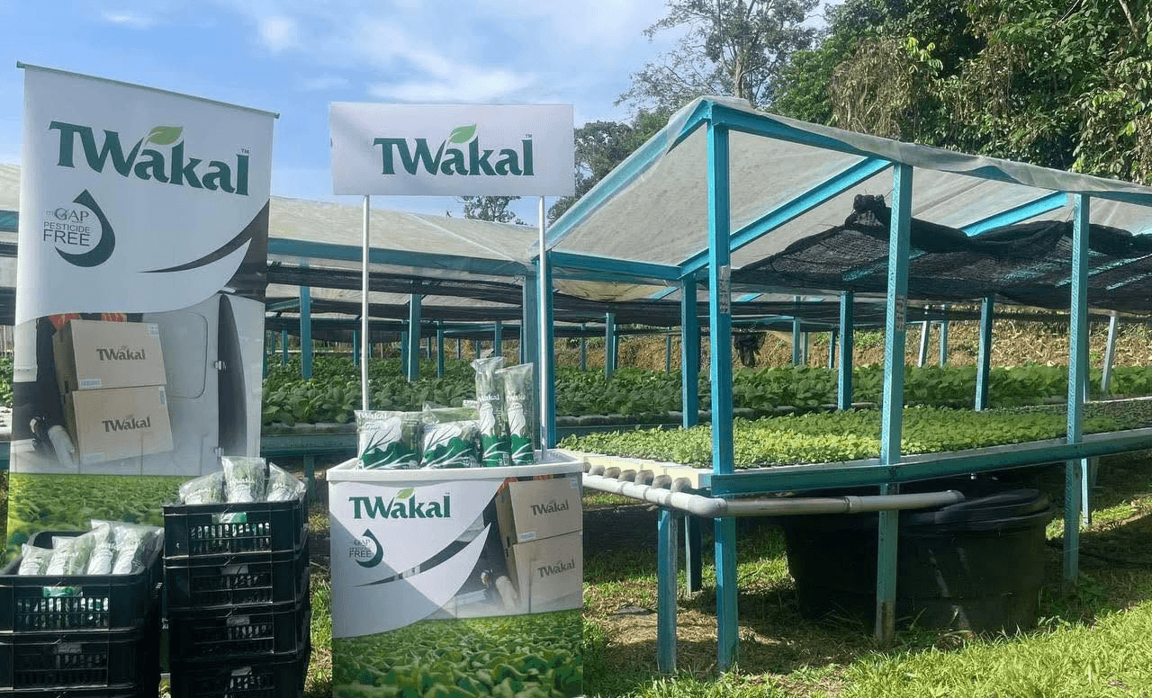 Twakal banners and packaged vegetables beside leafy greens growing under blue-framed hydroponic shelters.